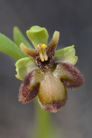 Ophrys bombyliflora x speculum