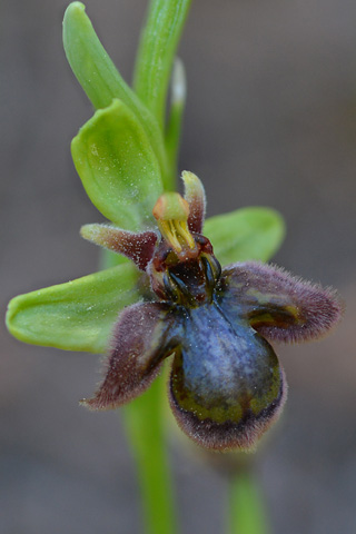 Ophrys bombyliflora x speculum