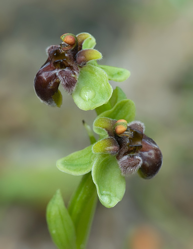 Ophrys bombyliflora