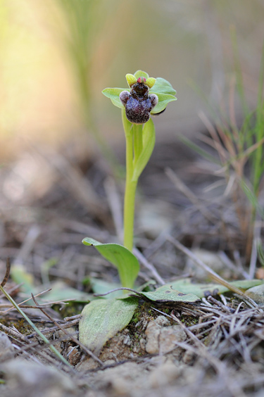 Ophrys bombyliflora