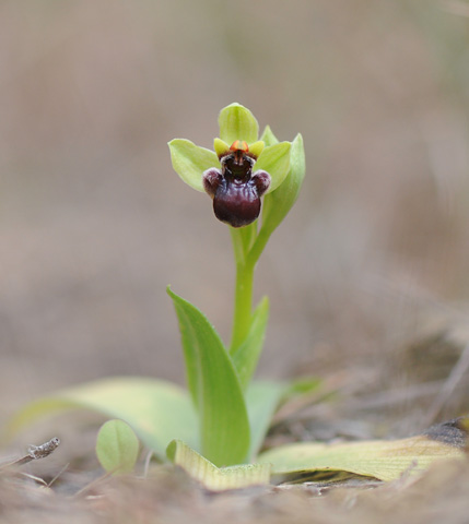 Ophrys bombyliflora