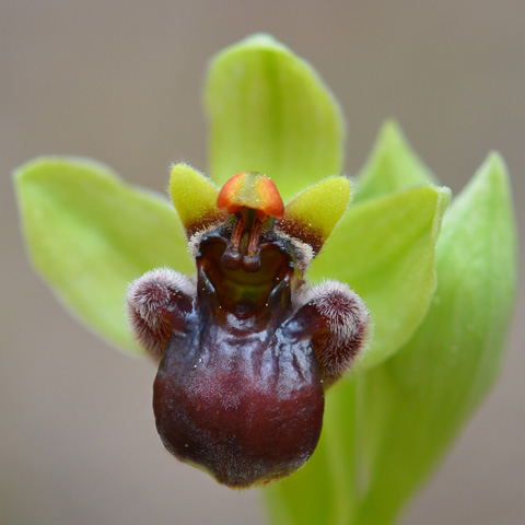 Ophrys bombyliflora