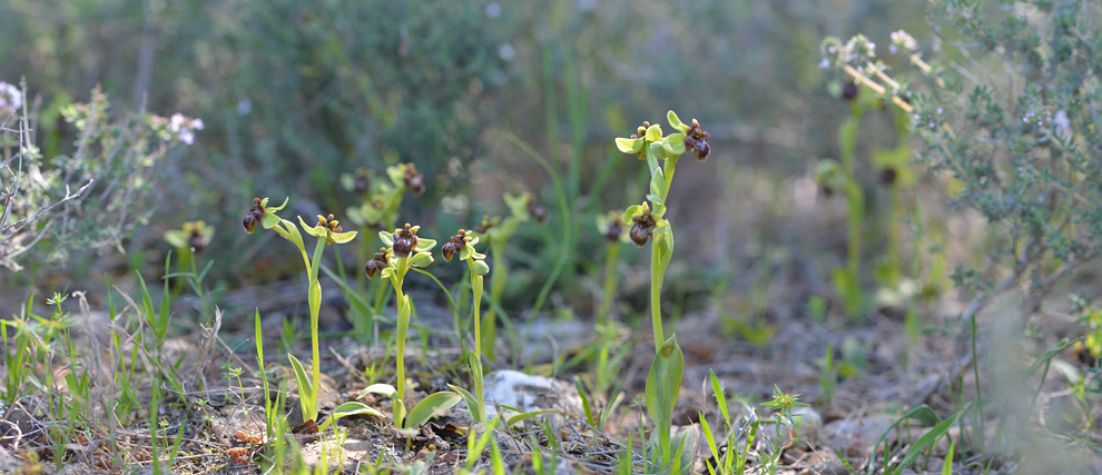 Ophrys bombyliflora