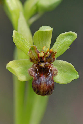 Ophrys bombyliflora