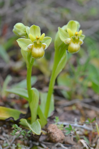 Ophrys bombyliflora