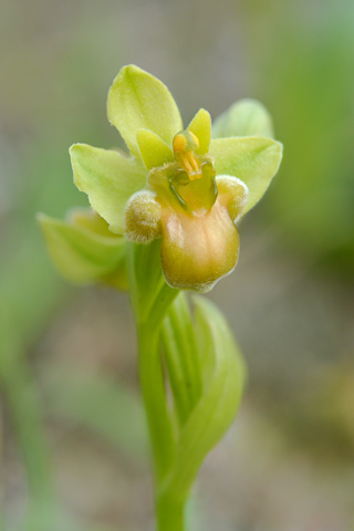 Ophrys bombyliflora