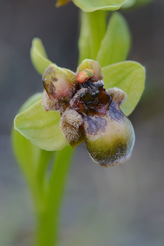 Ophrys bombyliflora