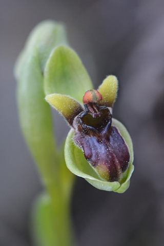 Ophrys bombyliflora