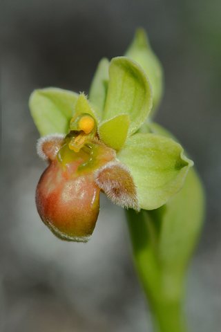 Ophrys bombyliflora