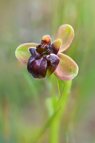 Ophrys bombyliflora