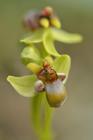 Ophrys bombyliflora