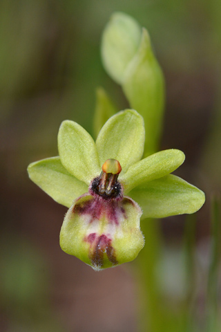 Ophrys bombyliflora