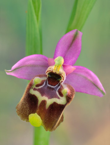 Ophrys calliantha