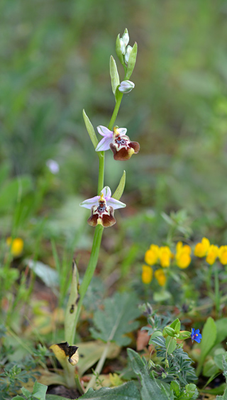 Ophrys calliantha