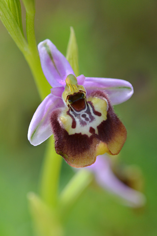 Ophrys calliantha