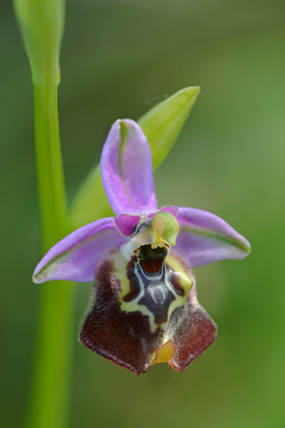 Ophrys calliantha