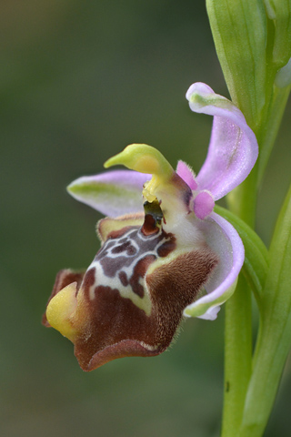 Ophrys calliantha