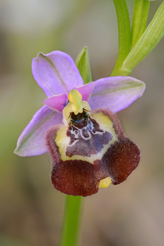 Ophrys calliantha