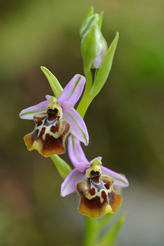 Ophrys calliantha