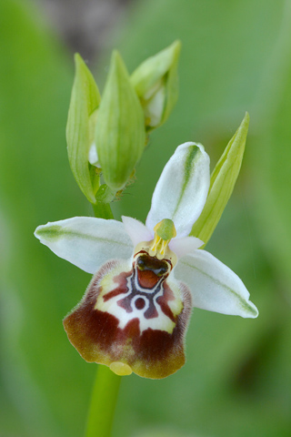 Ophrys calliantha