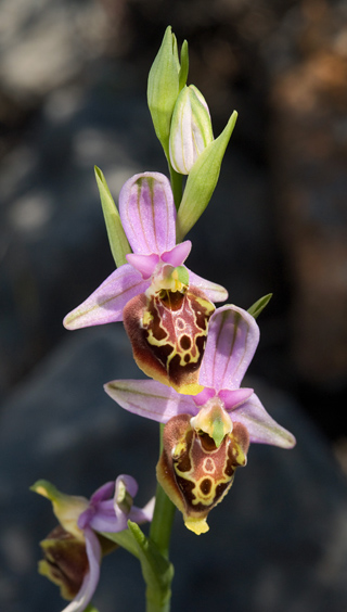 Ophrys calypsus