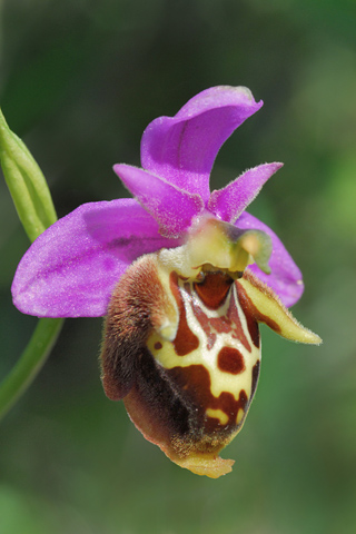 Ophrys calypsus