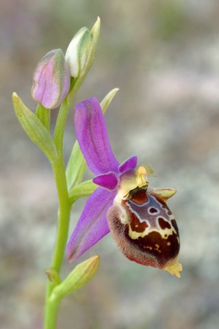 Ophrys calypsus