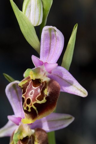 Ophrys calypsus