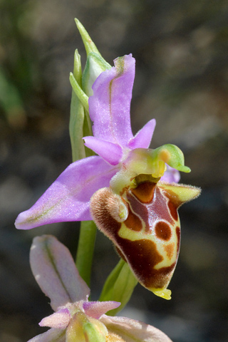 Ophrys calypsus