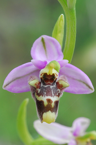 Ophrys candica x cornutula