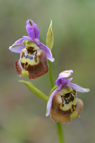 Ophrys candica x episcopalis