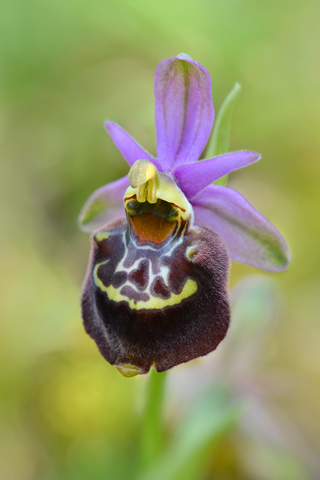 Ophrys candica x parvimaculata