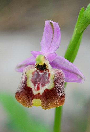 Ophrys candica