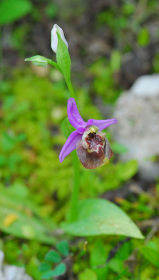 Ophrys candica