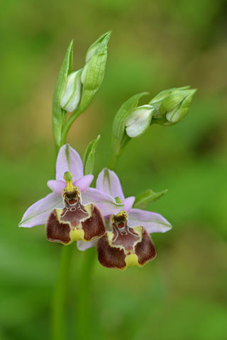 Ophrys candica