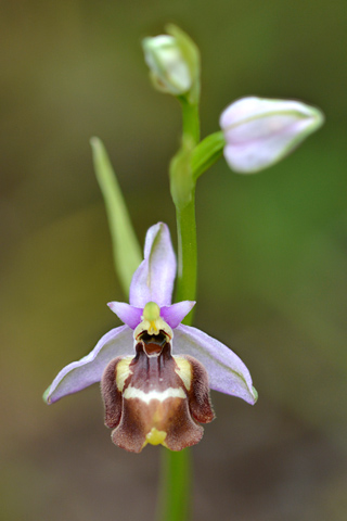 Ophrys candica