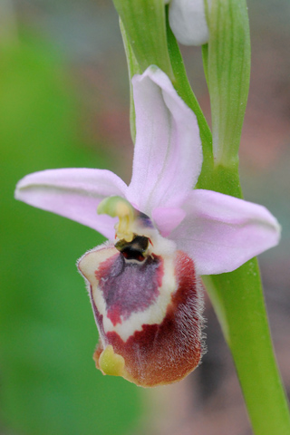 Ophrys candica