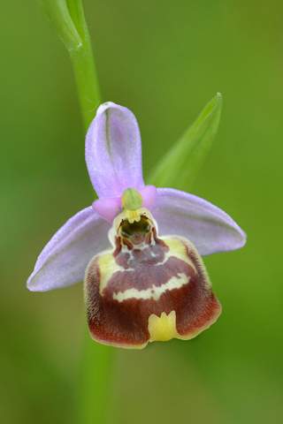 Ophrys candica