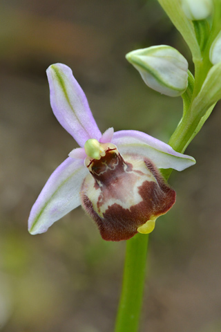 Ophrys candica