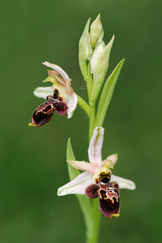 Ophrys castellana x scolopax