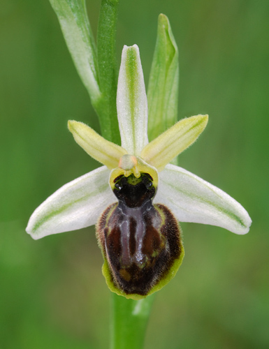 Ophrys exaltata subsp. castellana