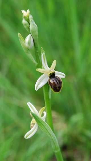 Ophrys exaltata subsp. castellana