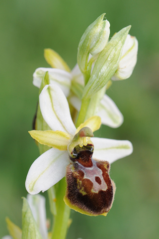 Ophrys exaltata subsp. castellana