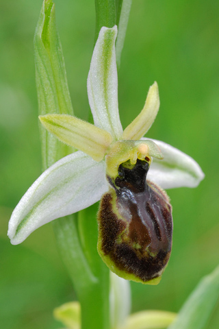 Ophrys exaltata subsp. castellana