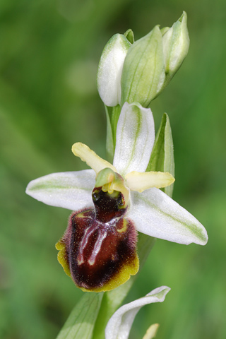 Ophrys exaltata subsp. castellana