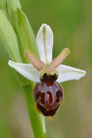 Ophrys exaltata subsp. castellana