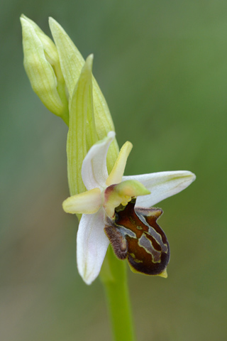 Ophrys exaltata subsp. castellana