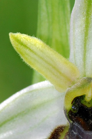 Ophrys exaltata subsp. castellana