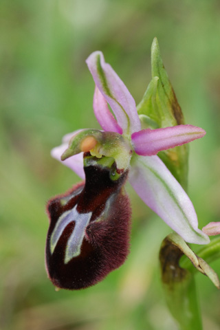 Ophrys aranifera x catalaunica