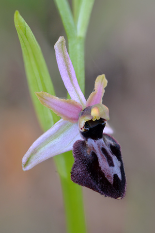 Ophrys  catalaunica x passionis